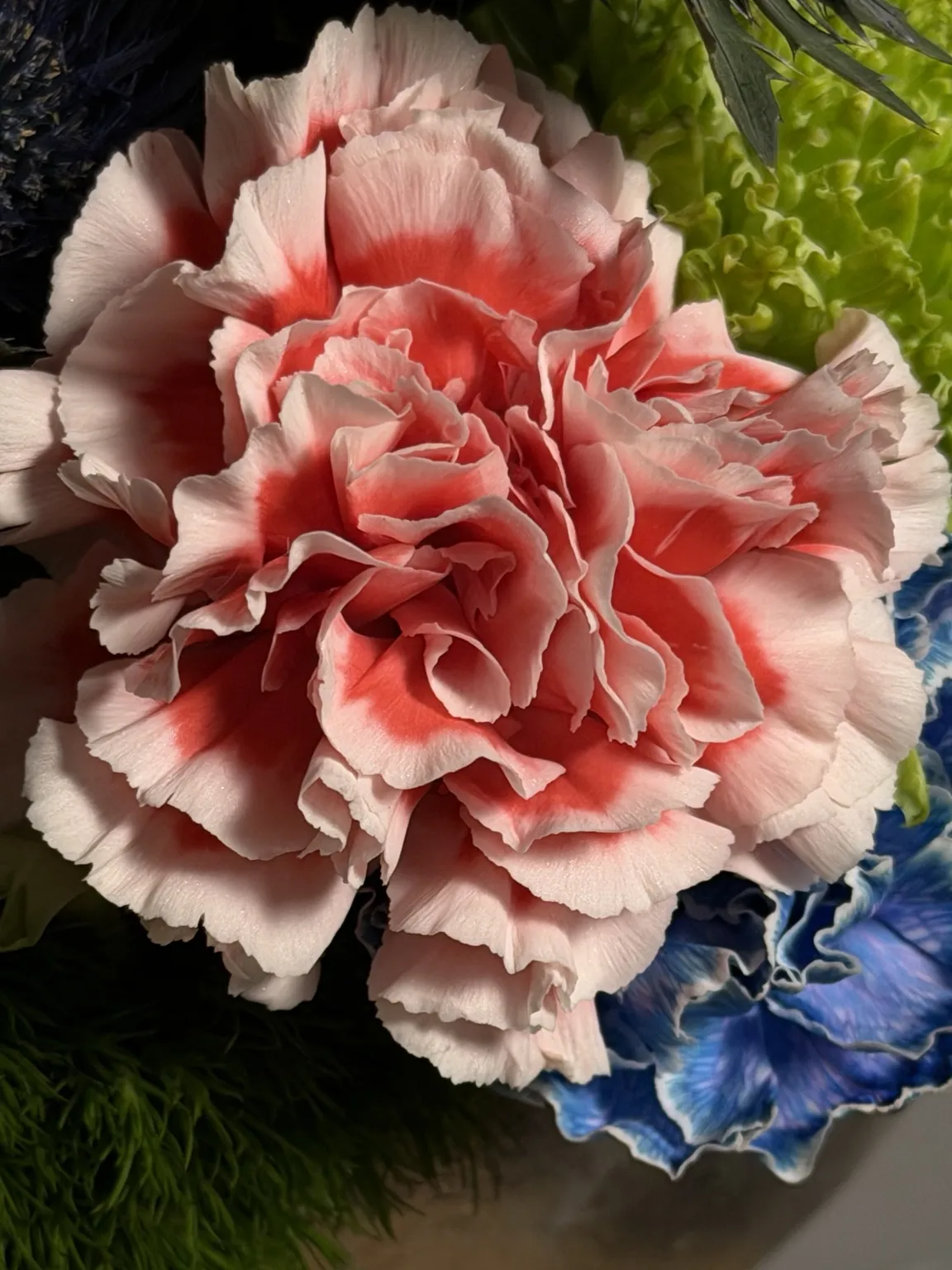 Macro of a ruffled coral and white carnation beside blue hydrangea