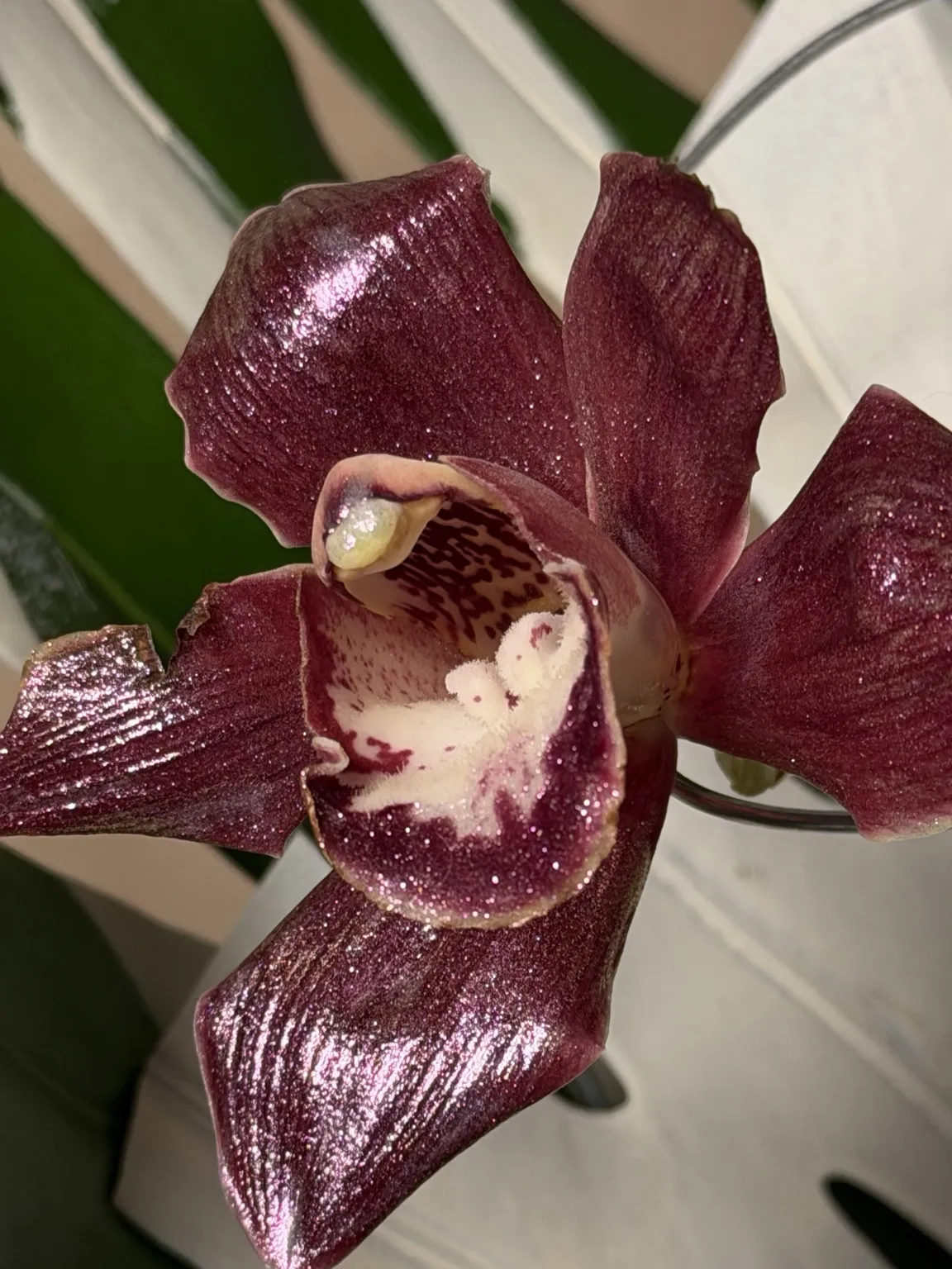 Macro of a glossy burgundy cymbidium orchid